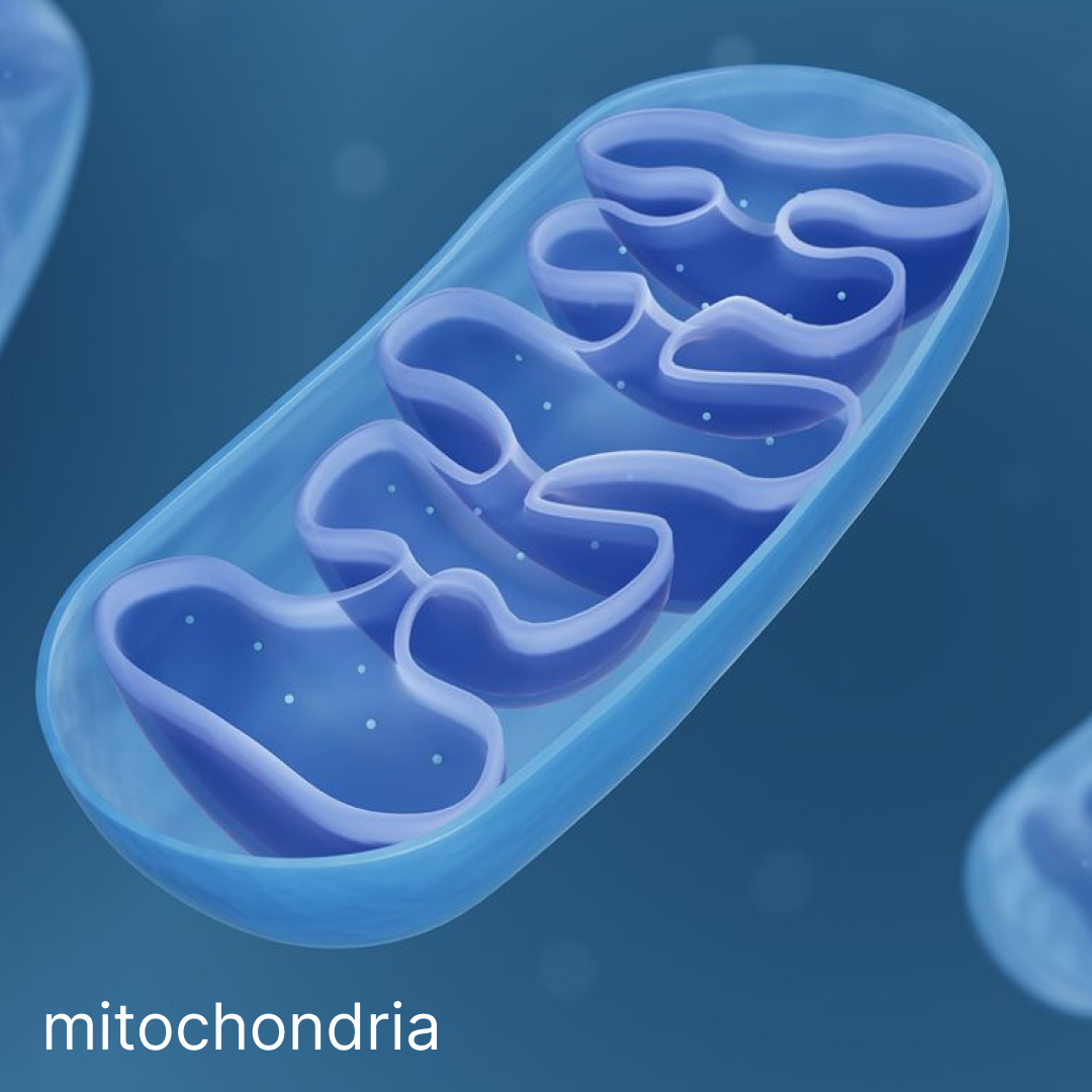 mitochondria Mitolyn