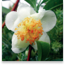 Camellia Sinensis - Hepato Burn