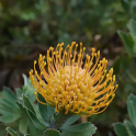 Rhodiola