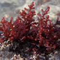 Haematococcus