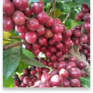 Chlorogenic Acid - Hepato Burn