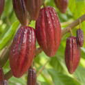 Theobroma Cacao
