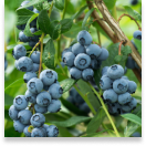 Resveratrol - Hepato Burn