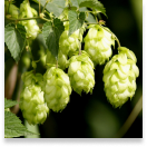 Sumatra Slim Belly Humulus lupulus