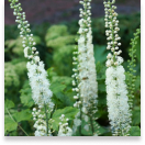 Sumatra Slim Belly Black Cohosh