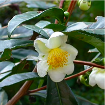 javaburn-camellia