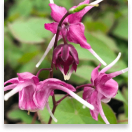 Quietum Plus - Epimedium & Tribulus Terrestris