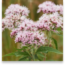 Sumatra Slim Belly- Valerian root