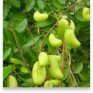 Sumatra Slim Belly-Griffonia simplicifolia or 5-HTP