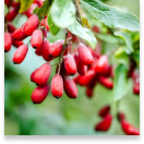 Sumatra Slim Belly-Berberine