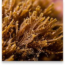 ikaria juice - Fucoxanthin