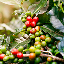 Hepato Burn Chlorogenic Acid